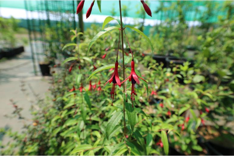 Fuchsia hatschbachii -15371