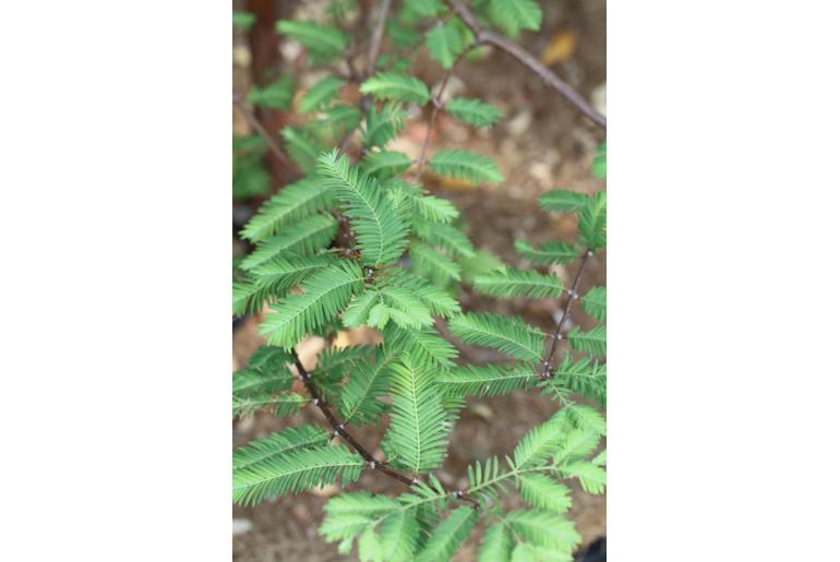 Metasequoia glyptostroboides -15380