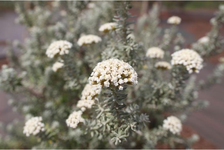 Ozothamnus rosmarinifolius 'Silver Jubilee' -15382