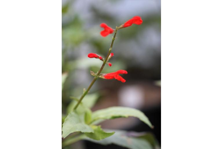 Salvia pansamalensis -15411