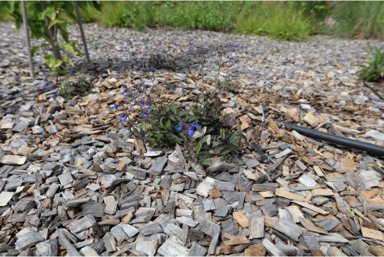 Salvia sinaloensis -15425