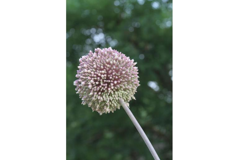 Allium 'Summer Drummer' -15496