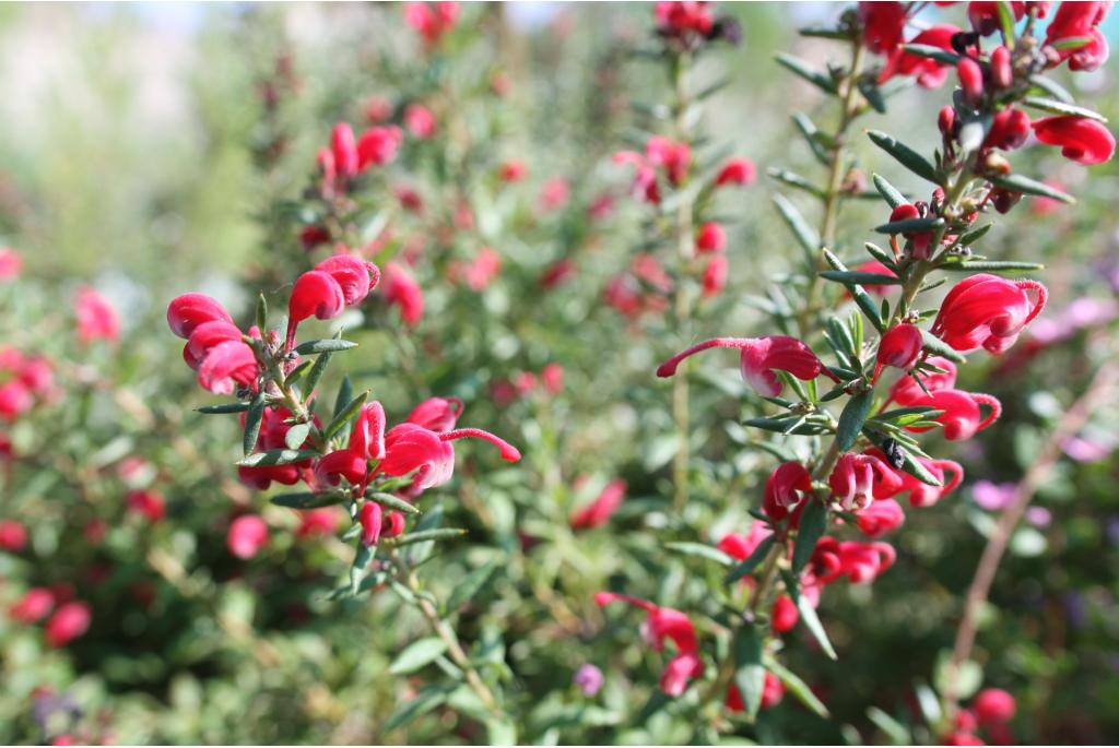 Grevillea 'Poorinda Rondeau'