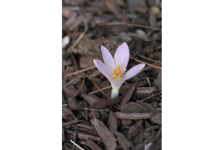 Colchicum haynaldii -15526