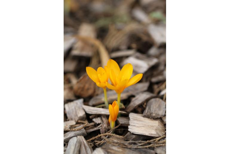 Crocus gargaricus -15532