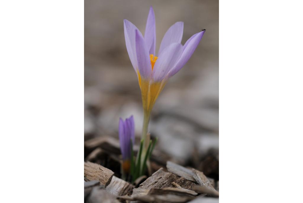 Krokus van Rujan Planina