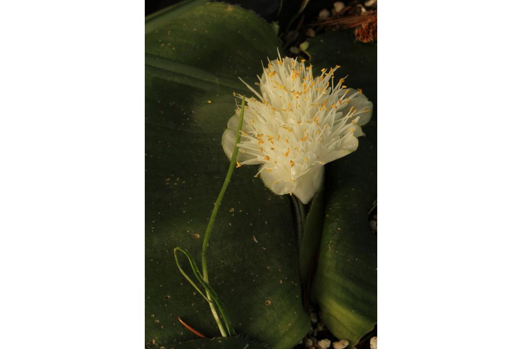 Misvormde haemanthus