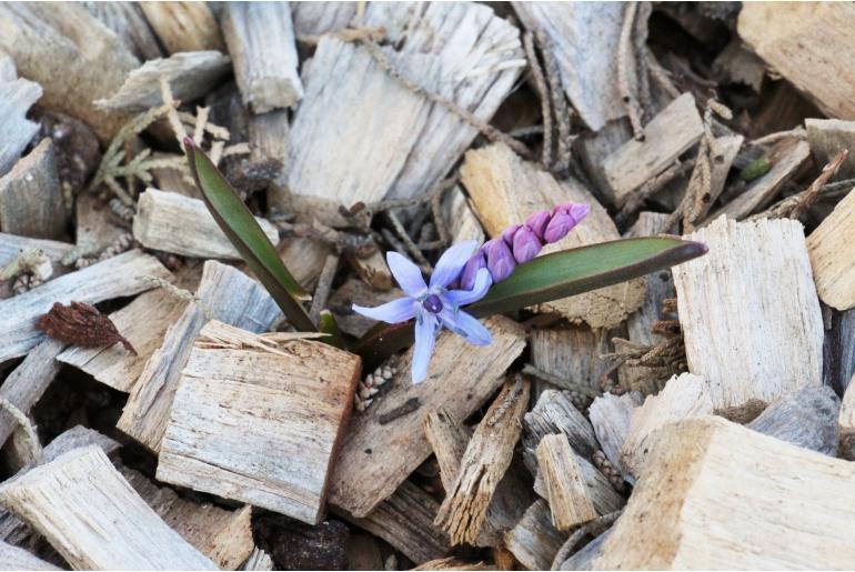 Scilla siberica ssp armena -15613