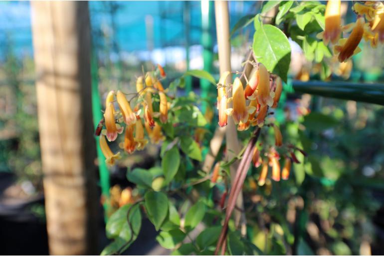 Pandorea pandorana 'Golden Shower' -15641