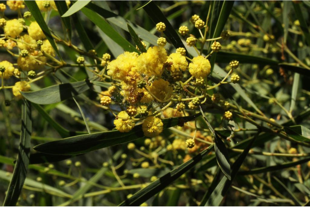 Watt's acacia