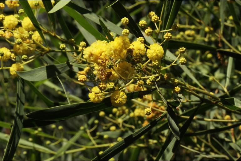 Acacia wattsiana -15667