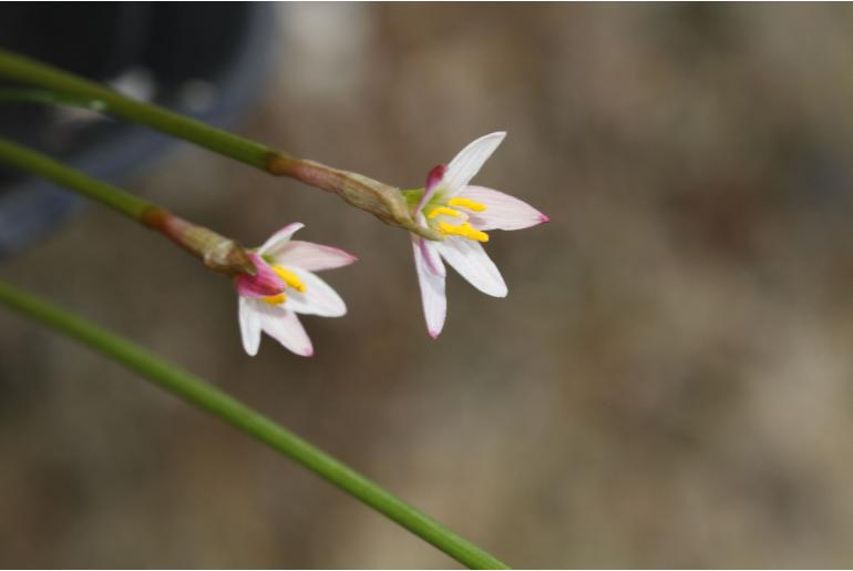 Zephyranthes minima -15727