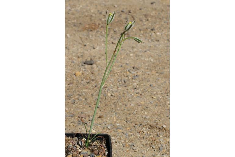 Albuca polyphylla -15800