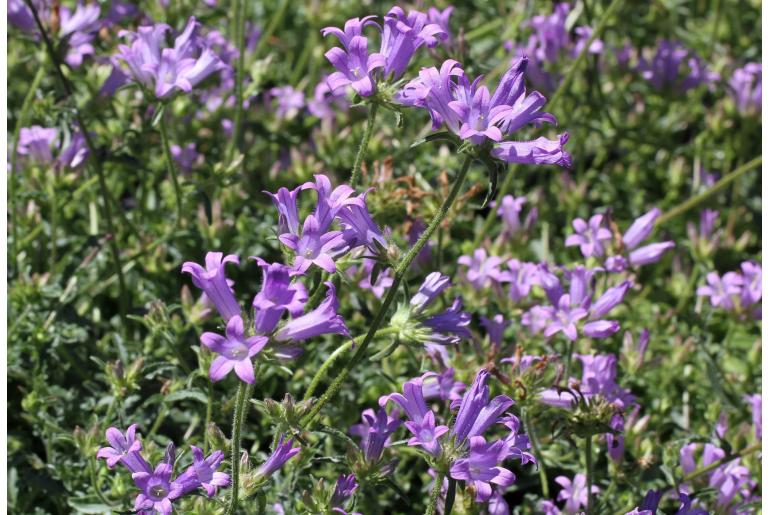 Campanula pangea -15811