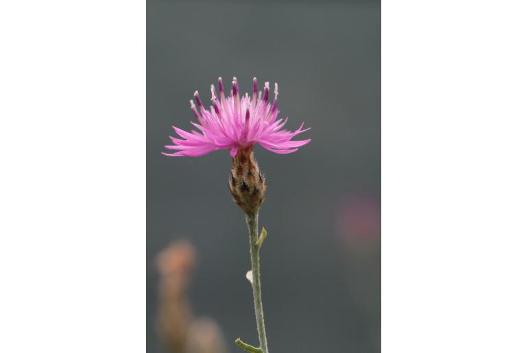 Centaurea attica -15814