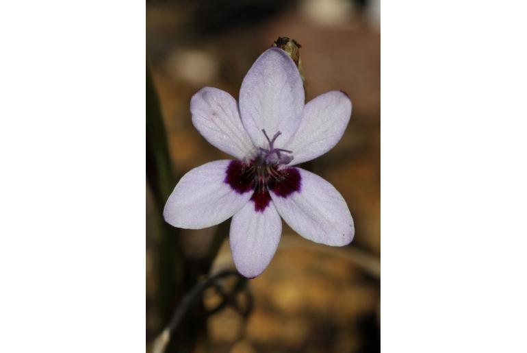 Freesia laxa ssp azurea -15907