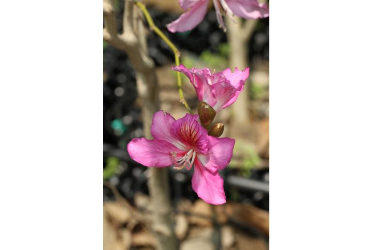 Bauhinia variegata 'Rubra' -16098