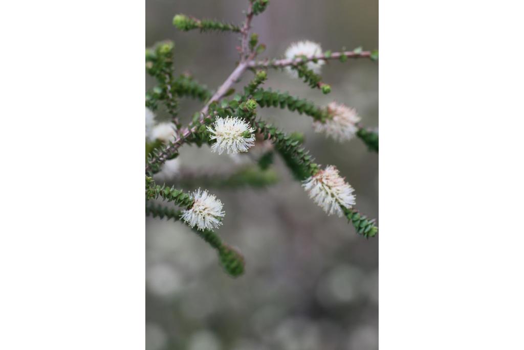 Verwijderde melaleuca