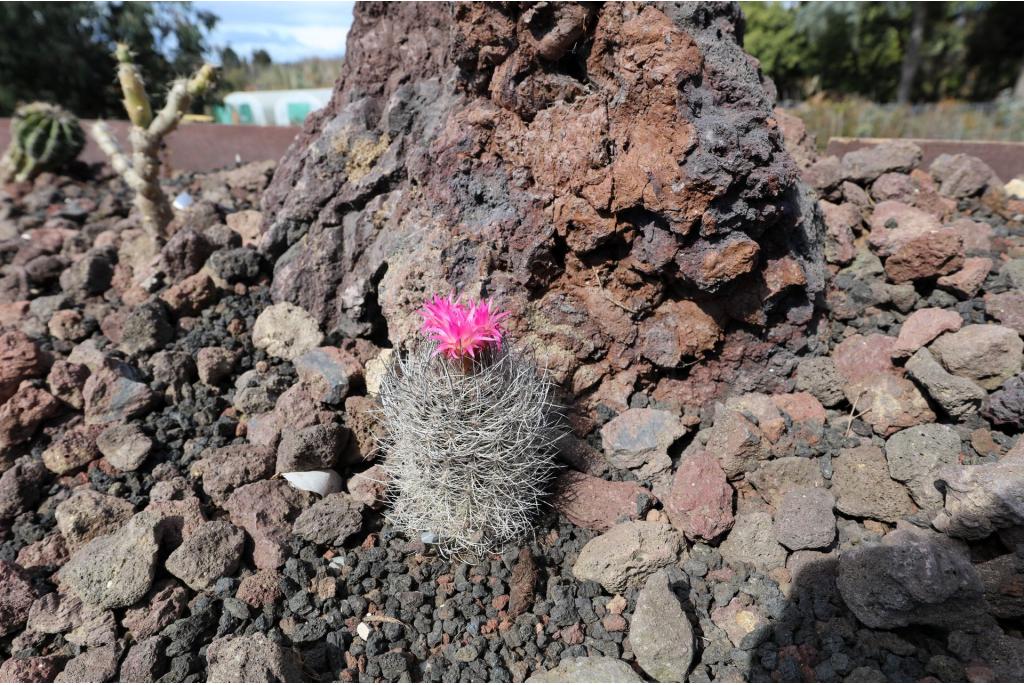 Dwerg copiapoa