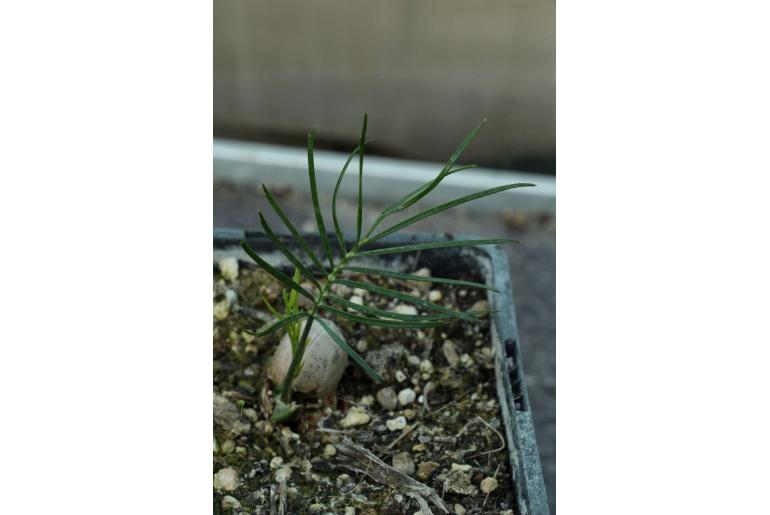 Macrozamia crassifolia -16308