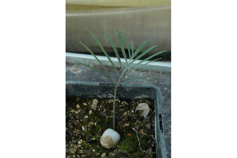 Macrozamia elegans -16310