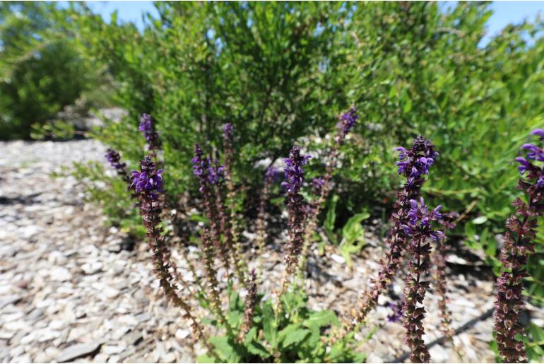 Salvia arrabidae 'Rhapsody in Blue' -16333