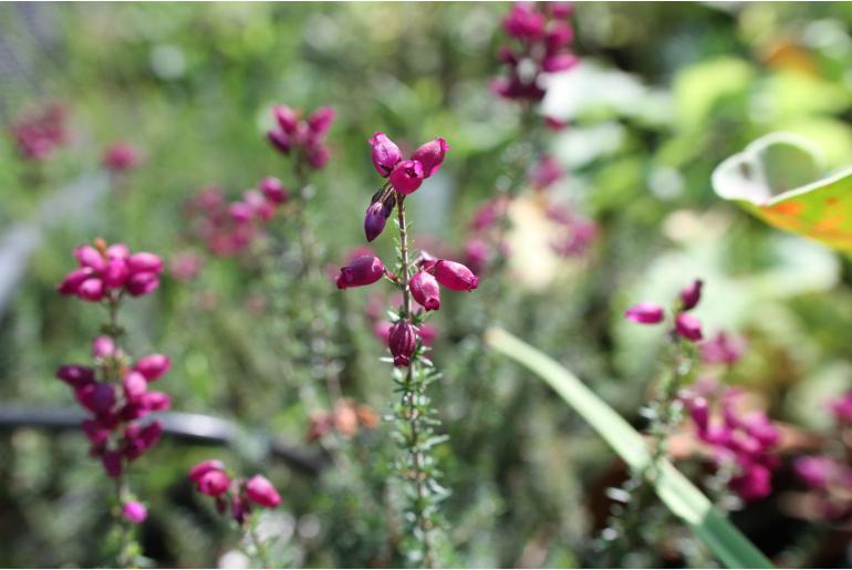 Erica cinerea 'Katinka' -16338