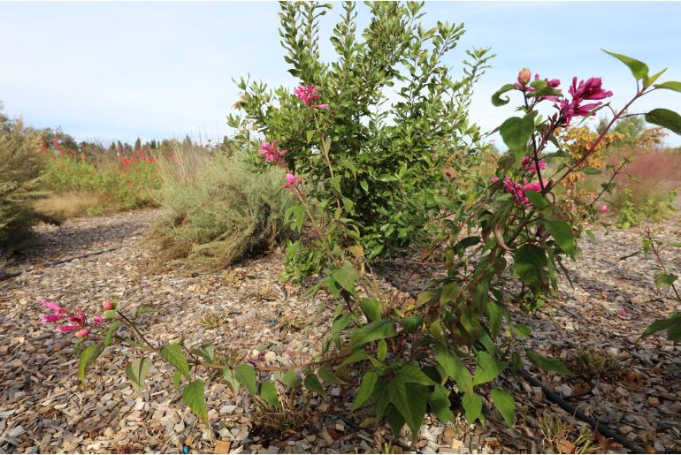 Salvia involucrata 'Bethellii' -16340