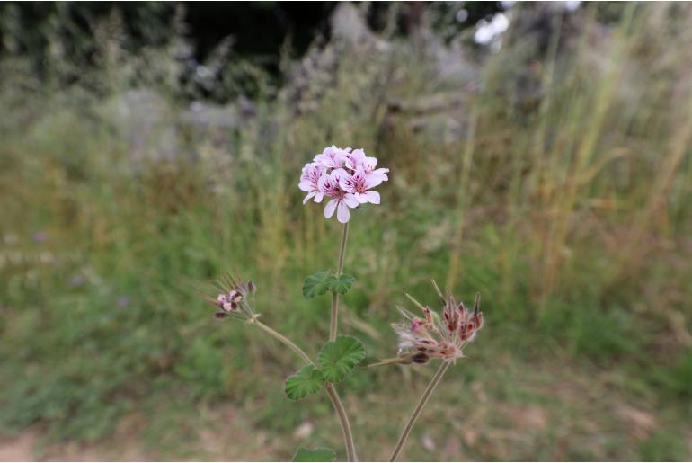 Pelargonium littorale -16358