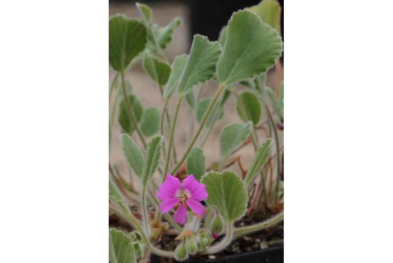 Pelargonium ovale ssp hyalinum -16365