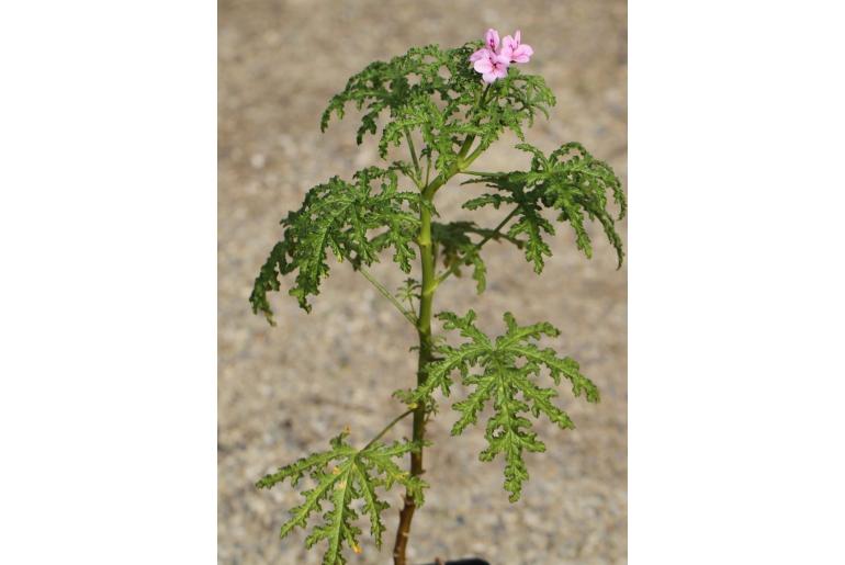 Pelargonium pseudoglutinosum -16367