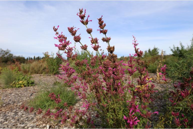 Agastache mexicana 'Sangria' -16504