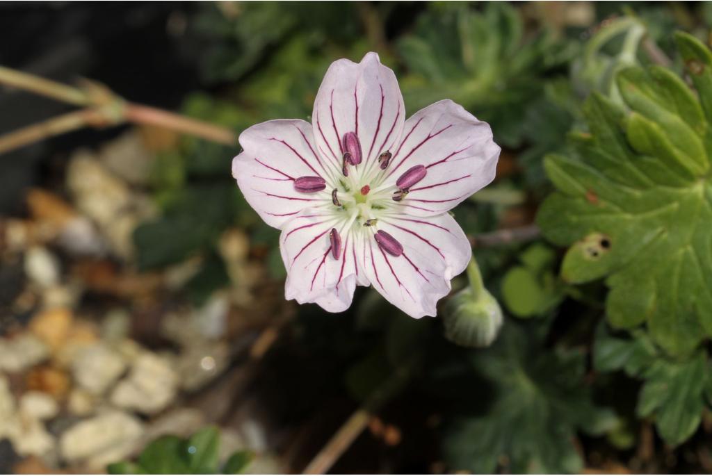 Grijze Geranium