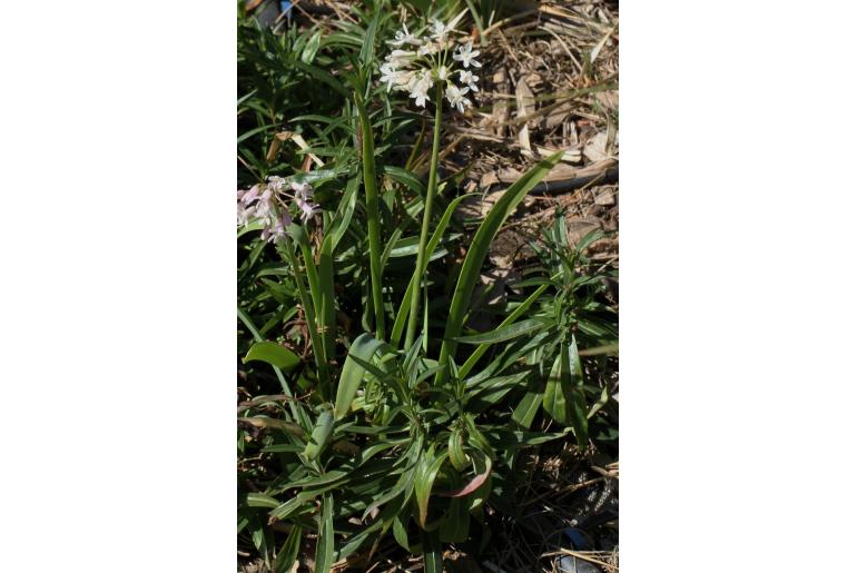 Tulbaghia natalensis -16580