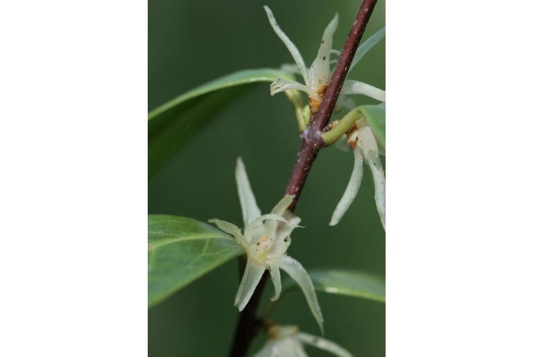 Chimonanthus nitens -16683