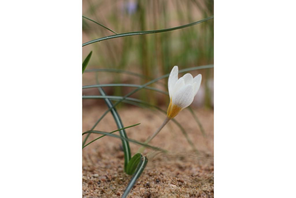 Witte krokus