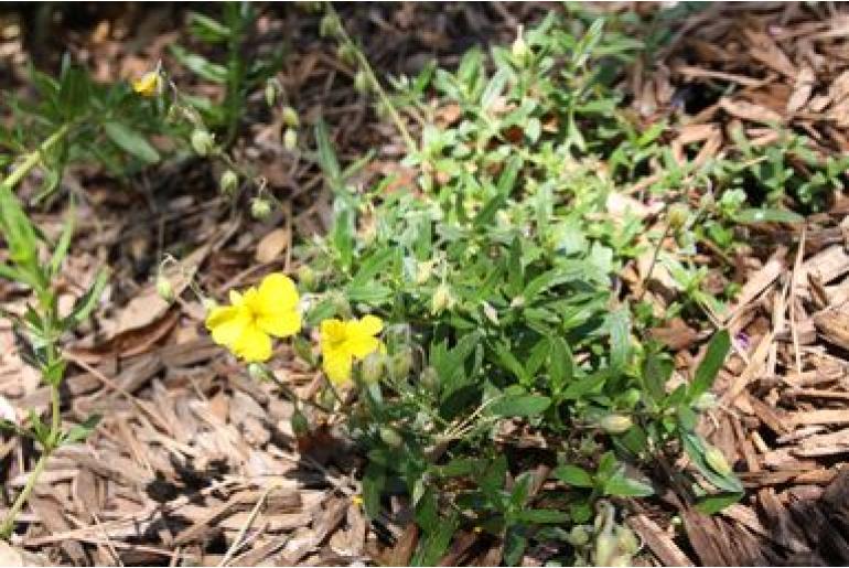 Helianthemum salicifolium -16804