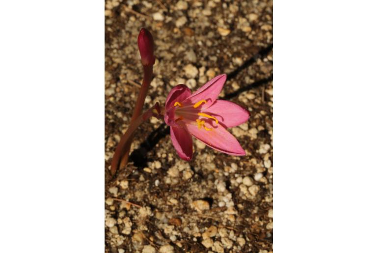 Zephyranthes macrosiphon -17040