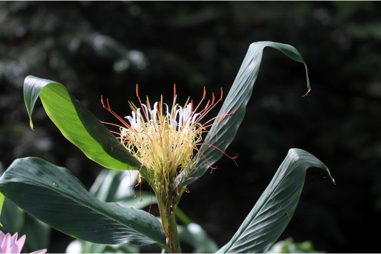 Hedychium ellipticum -17058