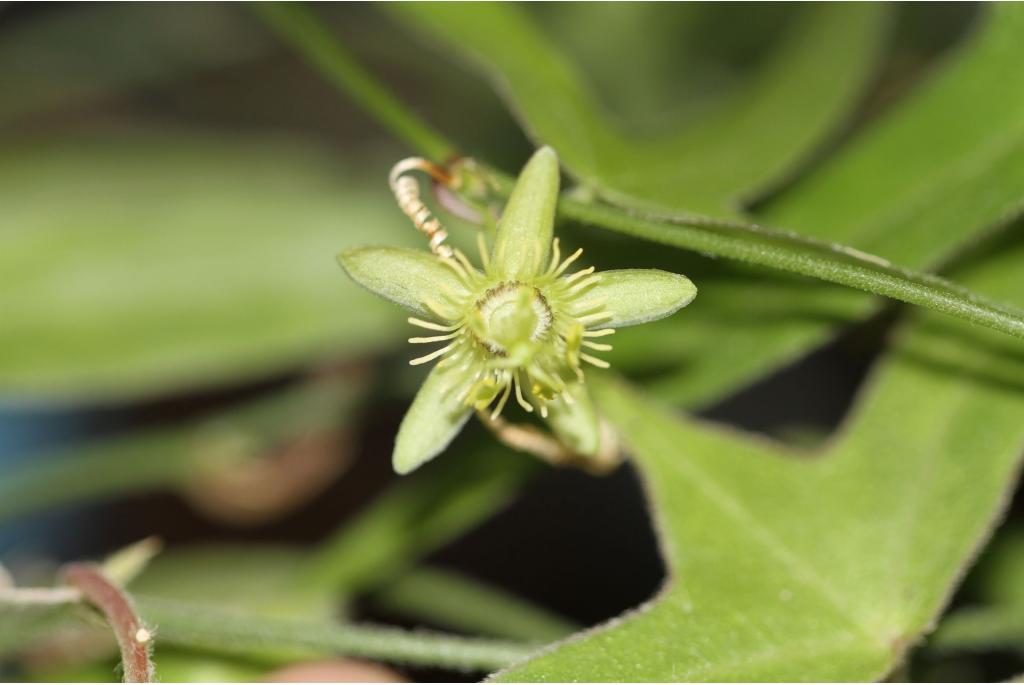 Passiebloem met kurkachtige schors