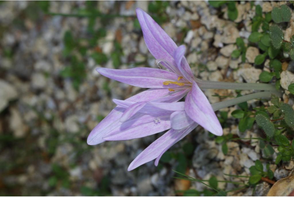 Colchicum van Sfakia