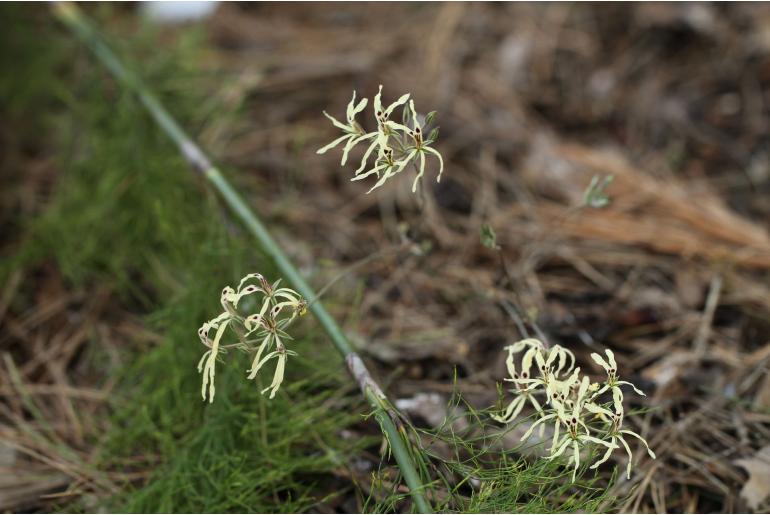 Pelargonium fergusoniae -17380