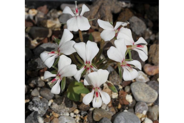 Pelargonium grenvillei -17382