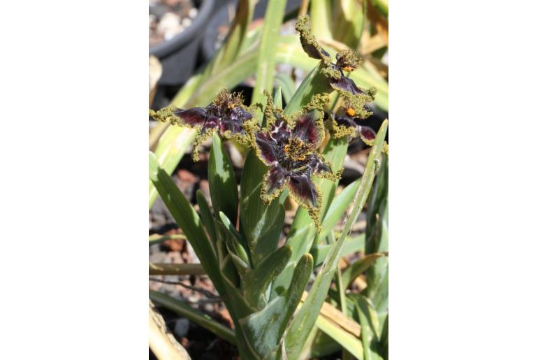 Ferraria foliosa -17535