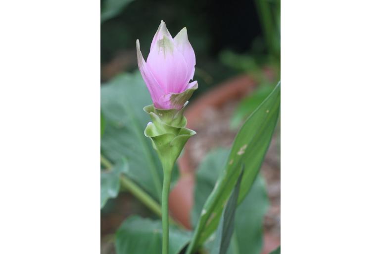 Curcuma alismatifolia -17557