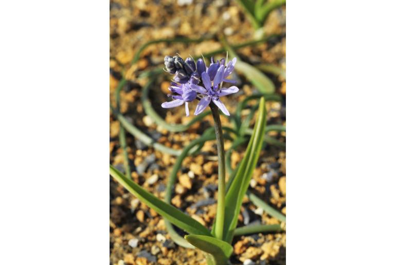 Hyacinthoides flahaultiana -17605