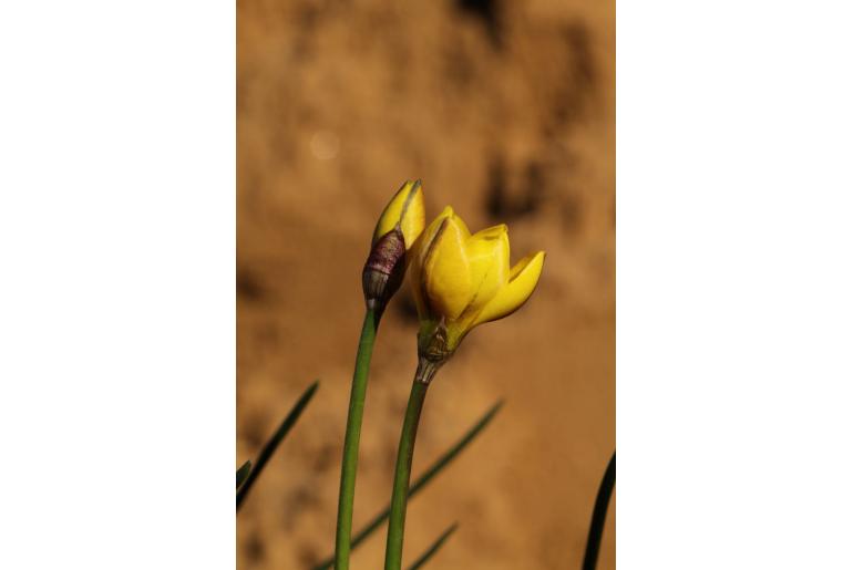 Nothoscordum hirtellum -17952