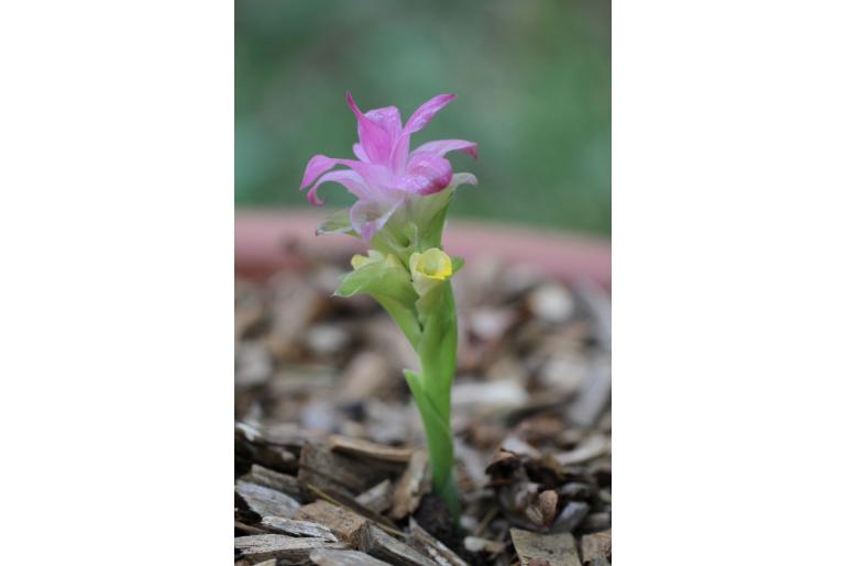 Curcuma angustifolia -17963