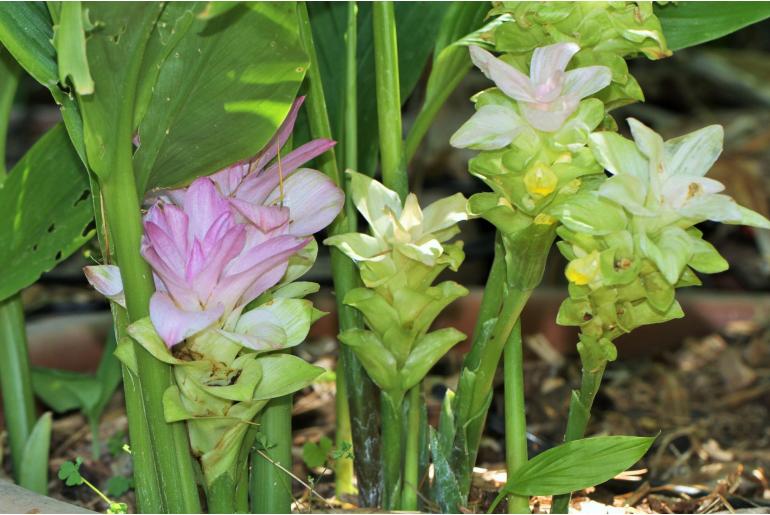 Curcuma zedoaria 'Pink Wonder' -18025