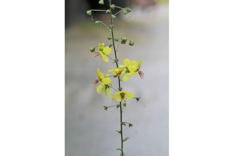 Verbascum speciosum ssp megaphlomos -18085